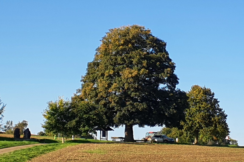 Solitärer Bergahorn im Revier Geislingen