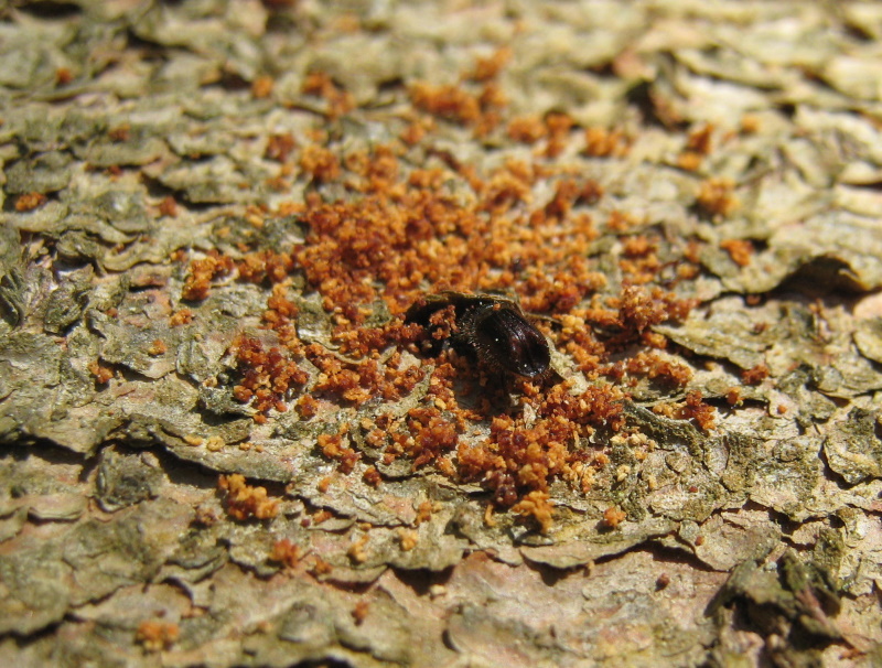 Borkenkäfer beim Einbohren in Baumrinde