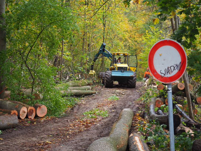 Forstarbeiten im Uhinger Haldenwang