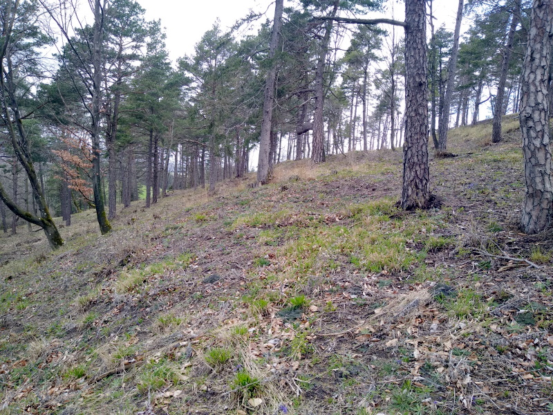 Vereinzelte Bäume, lichter Wald