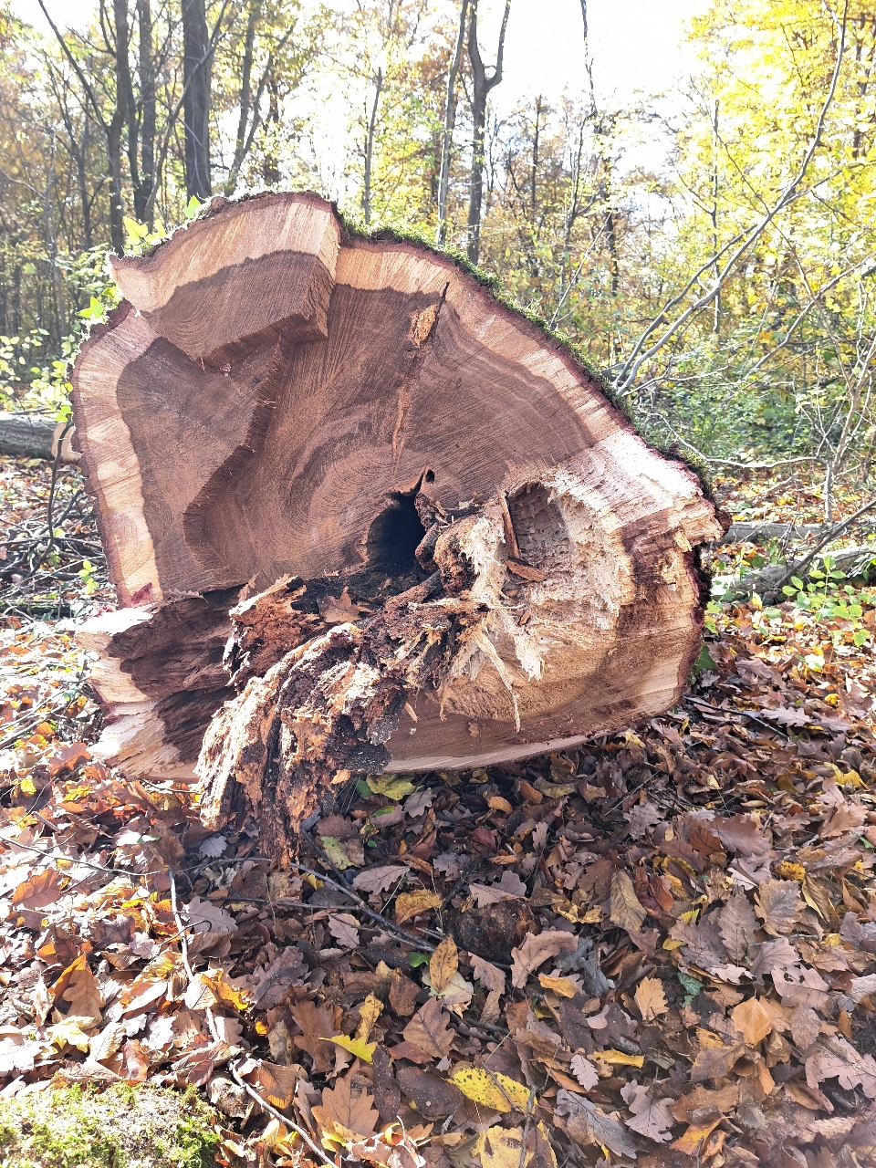 Morscher, verkehrsgefährdender Baum