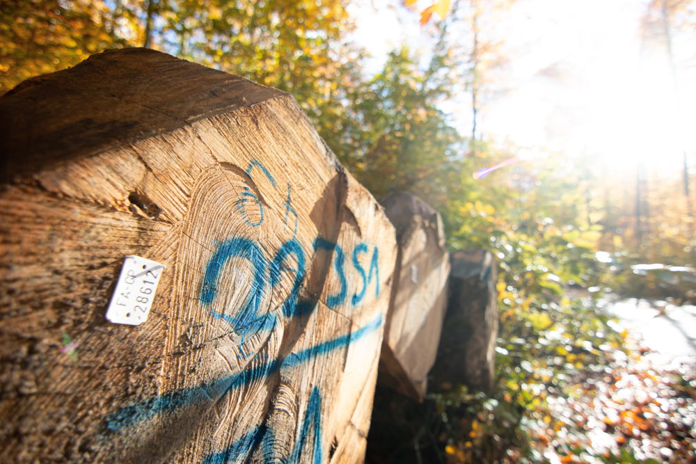 Buchenstammholz im Herbstwald, Bildquelle: J. Meier