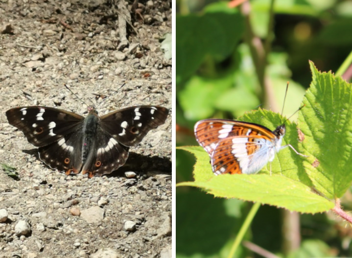 Zwei seltene Schmetterlinge: Kleiner Schillerfalter und Kleiner Eisvogel