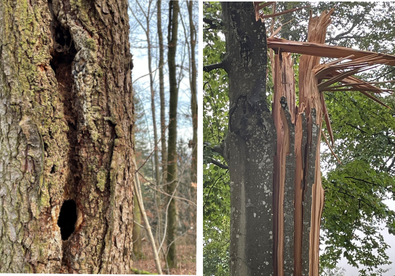 Ein Brutbaum und eine Buche, deren Krone vom Sturm abgebrochen wurde