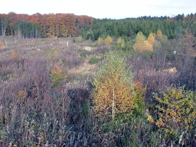 Sturmfläche mit Pionierbäumen