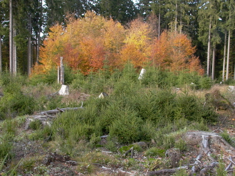 Kleine Fichten wachsen nach