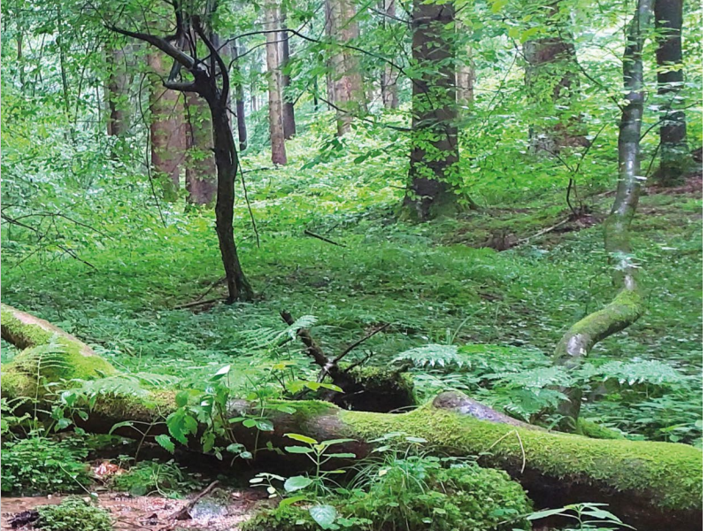 Titelbild Waldzustandsbericht 2025, © Ministerium für Ernährung, Ländlichen Raum und Verbraucherschutz BW